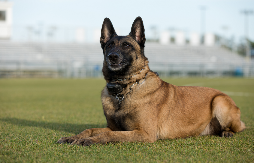 K9 Axle