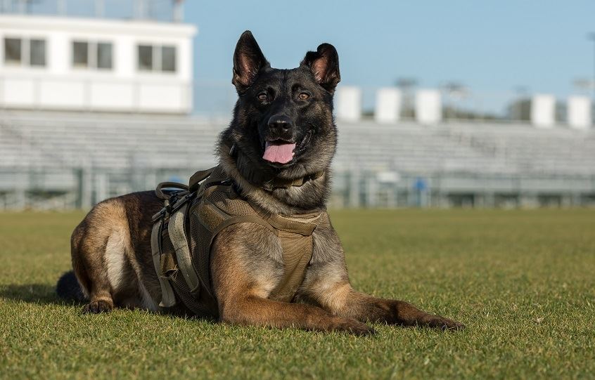 K9 Perseus