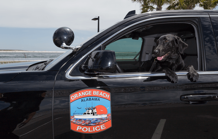 K9 Sadie